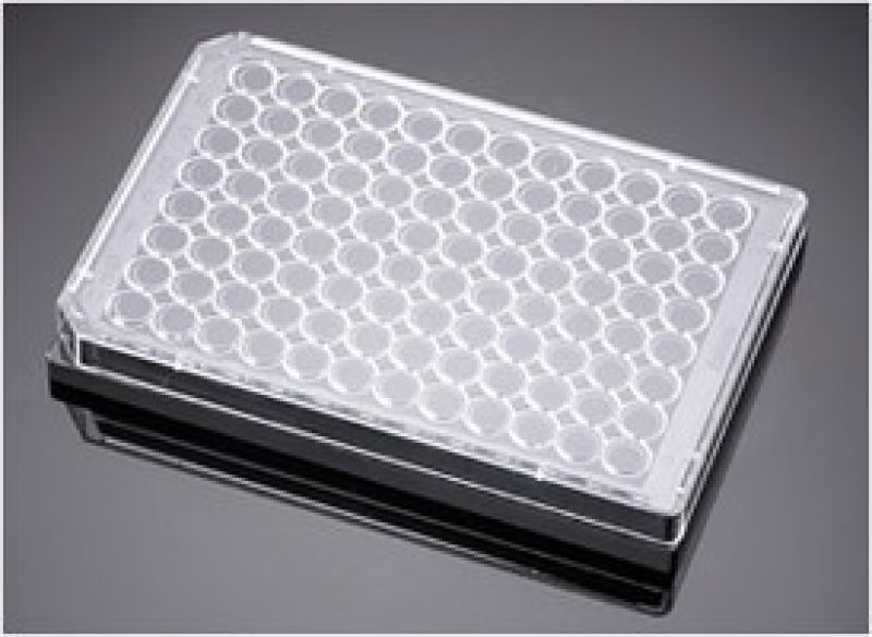 Corning BioCoat Poly D Lysine 384 Well Clear Flat Bottom Microplate